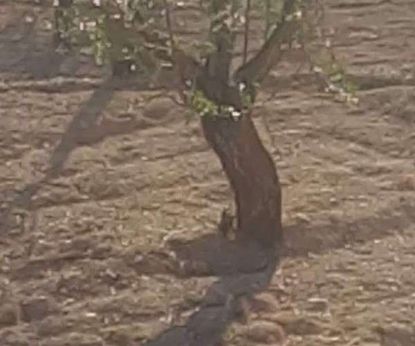 TERRENO  EN VENTA EN TORREMANZANAS 