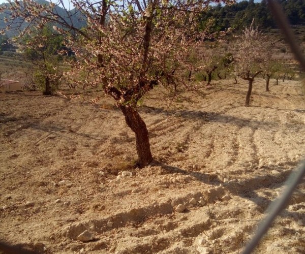 TERRENO  EN VENTA EN TORREMANZANAS 
