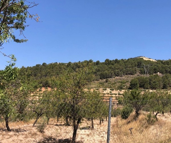 TERRENO  EN VENTA EN TORREMANZANAS 