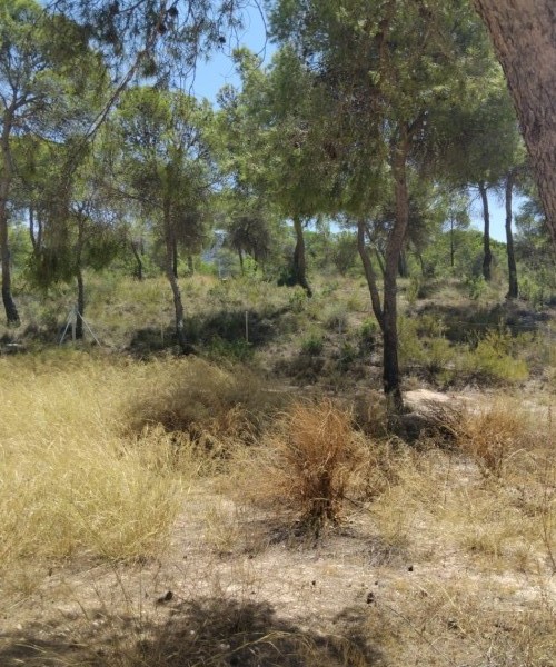 MAGNIFICENT PLOTS IN FINCA TEROL TIBI